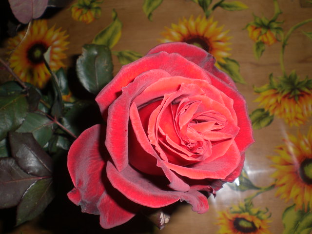 bwy1361111135x.JPG