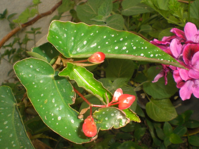 bwy1368609900h.JPG