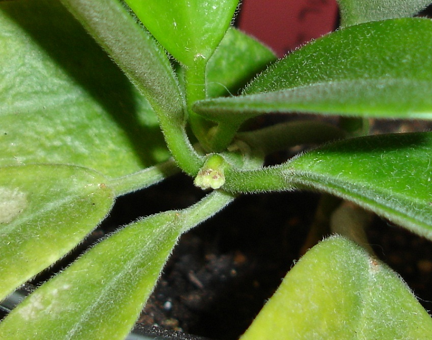 bwy1369918346w.jpg