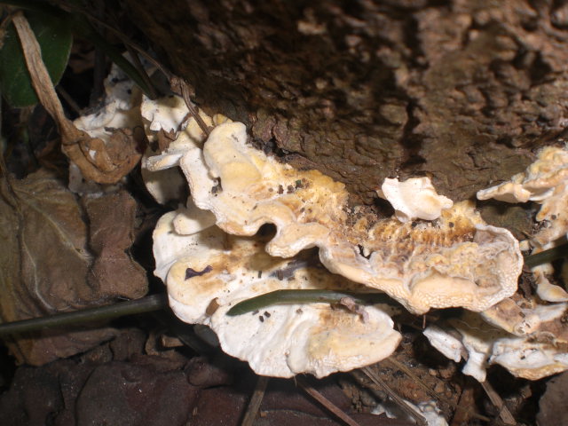 bwy1370774728c.JPG