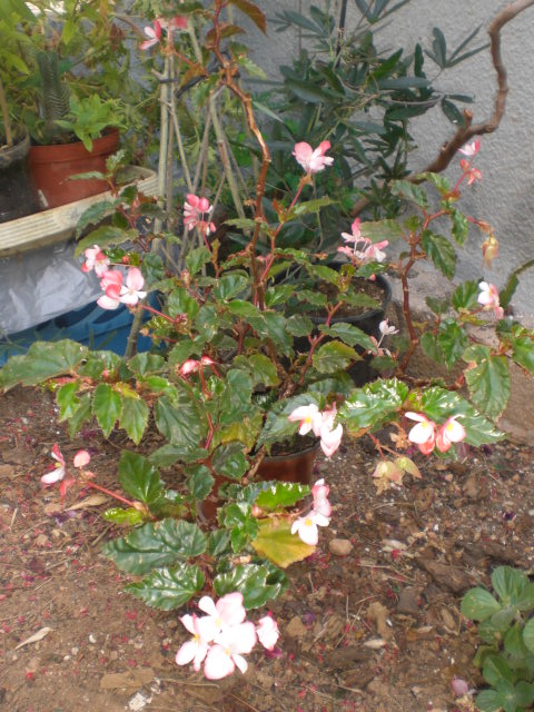 bwy1374671245m.JPG