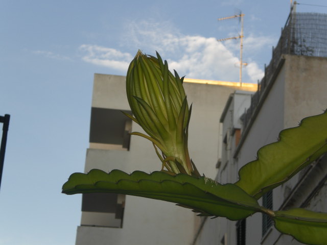 bwy1376470996n.JPG