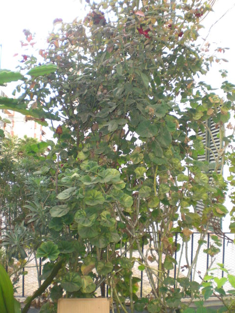 bwy1381051744c.JPG