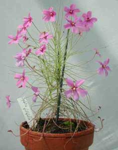 byblis-filifolia.jpg