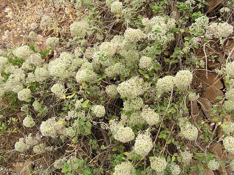 bystropogon_origanifolius.jpg