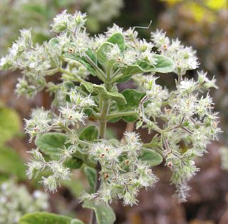 bystropogon_origanifolius2.jpg