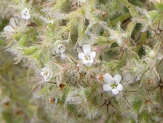bystropogon_origanifolius3.jpg