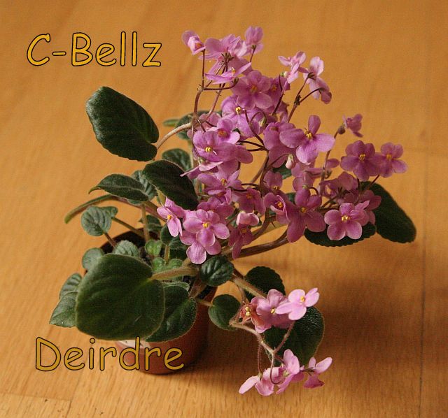 C-Bellz06.jpg