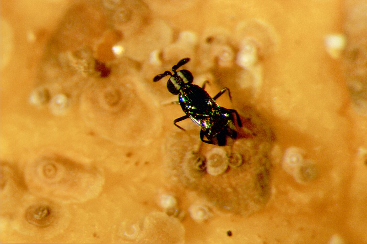 C.-bifasciata-3.jpg