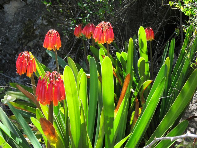 C.+mirabilis+in+habitat.jpg