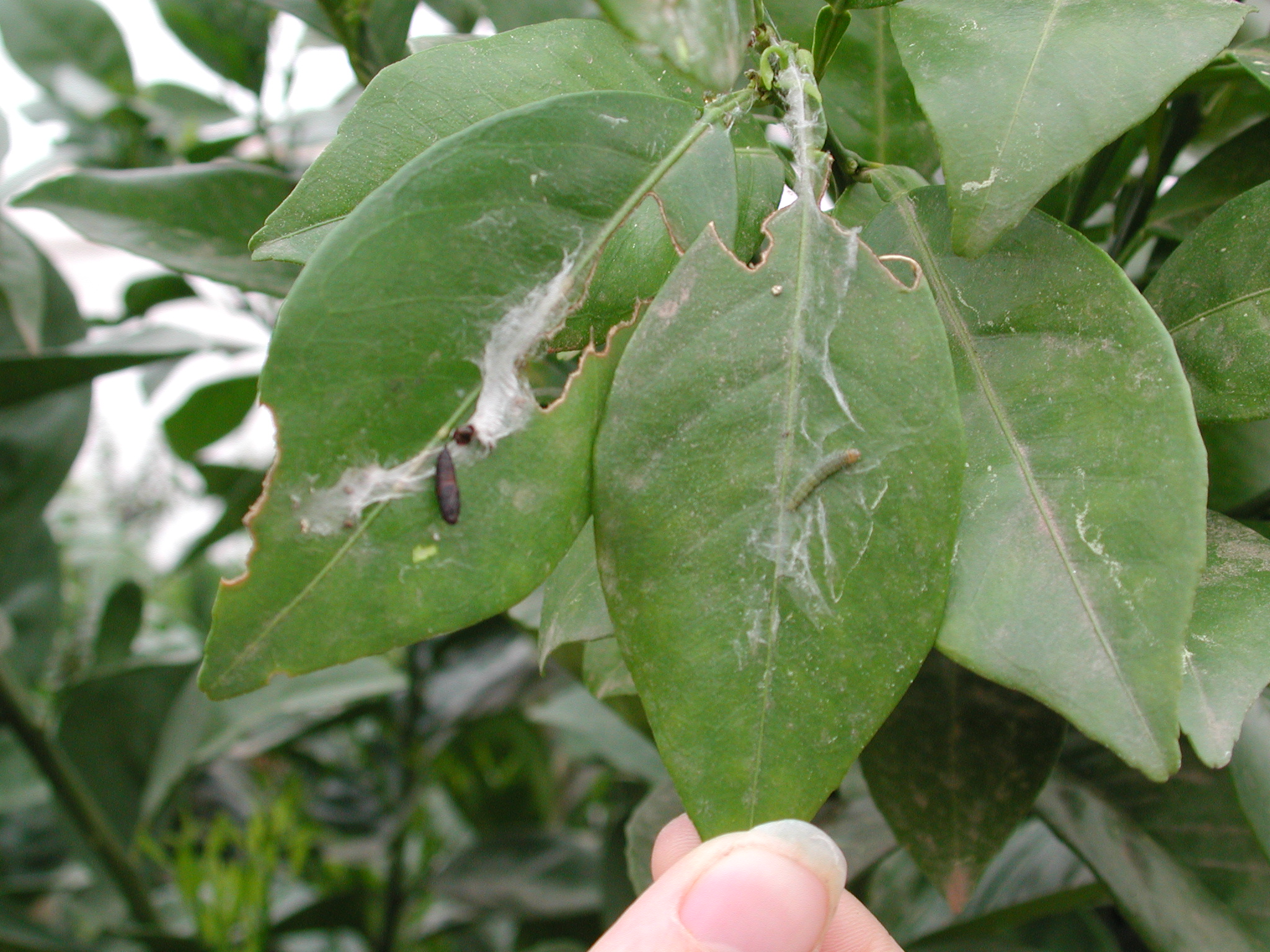C.-pronubana-danos-2.jpg