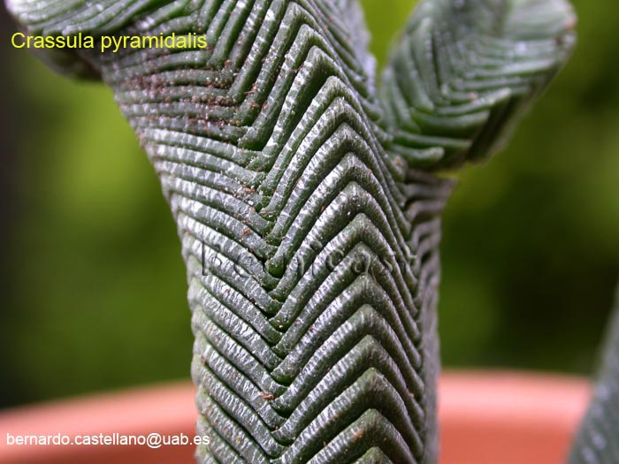 C.pyramidalis1.jpg
