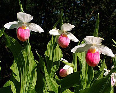C.reginae.ilf.JPG