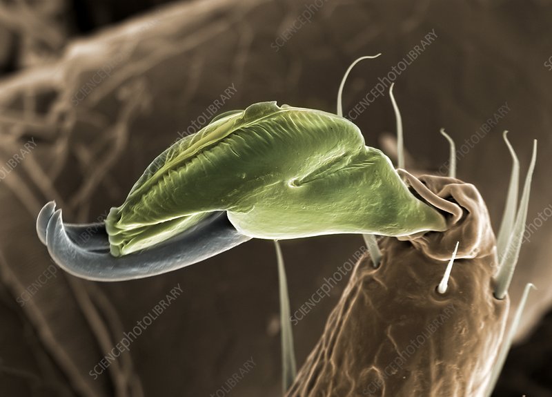 C0385366-Sheep_tick_claw,_SEM.jpg