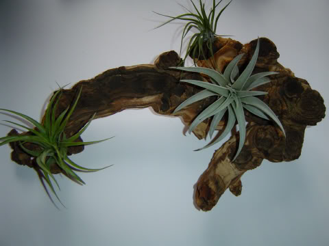 C04597.jpg