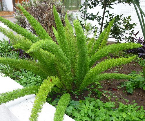 c0fdc7a579342dfdeb7c46908c17a1de--asparagus-fern-cola.jpg