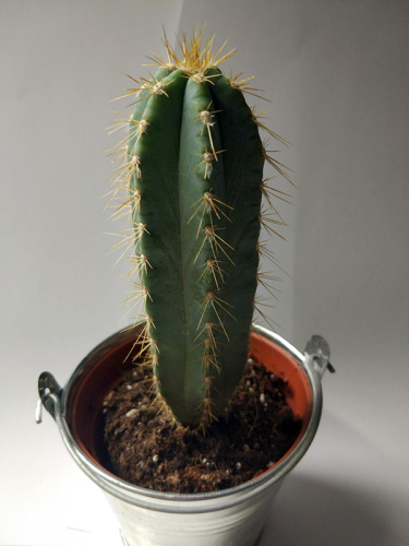 c0RJ8ept_t.jpg