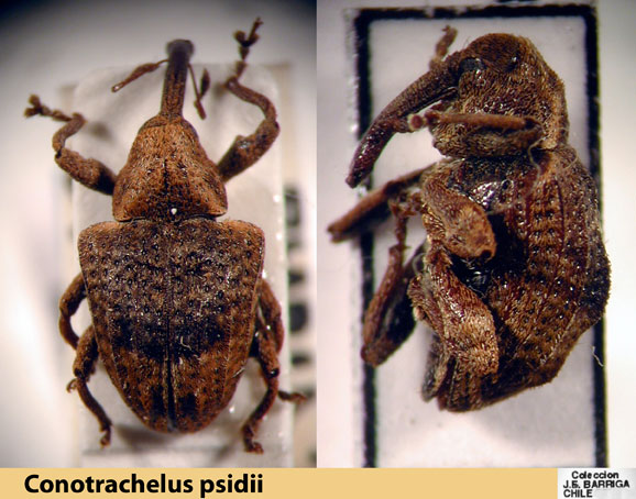 C1927x-Conotrachelus-psidii.jpg