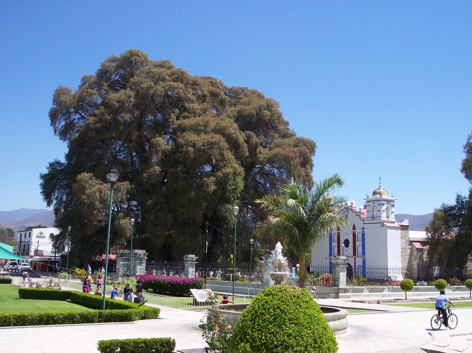 %C3%81rbol-del-Tule-Oaxaca-Mexico.jpg