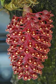 c48d4cf26912e0f309fc6d7b3a9be1a5--rare-orchids-rare-flowers.jpg