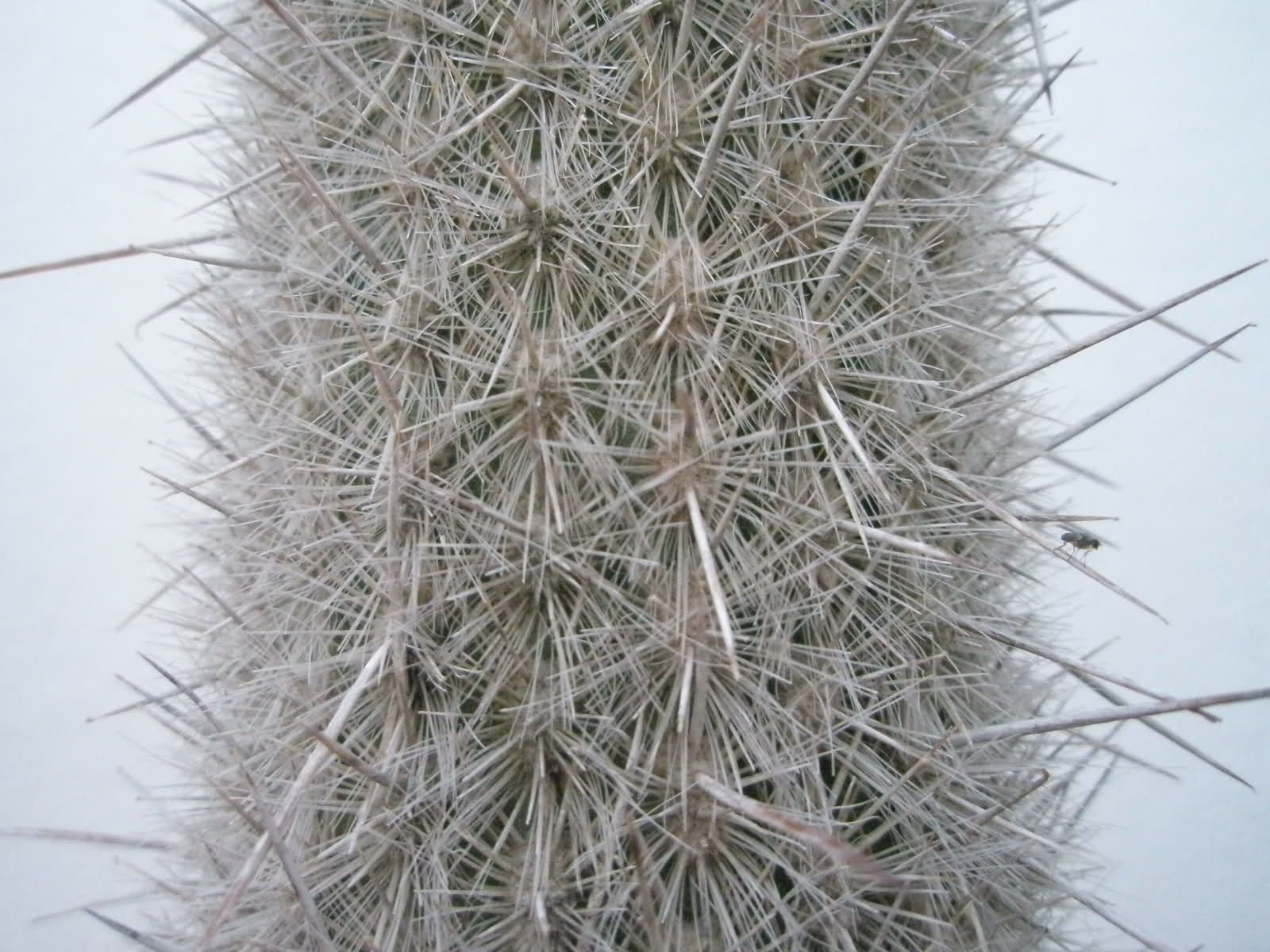 c5cb6.jpg