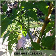 c87bbde8a6c8a8639a5c468769d5a8d1o.jpg