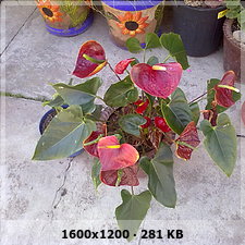 c9261555370a030934cd645d52e6d2deo.jpg