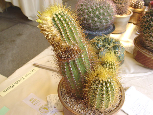 c_aureus_600.jpg