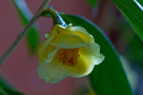 C_chrysantha-2.jpg