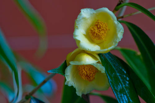C_chrysantha-3.jpg