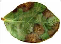c_Colletotrichum%20gloesporioides1-1.jpg