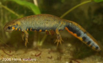 C_cyanurus1WALLAYS.jpg