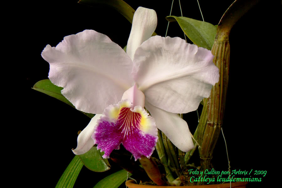 C_Leudd_A_segunda_flor_01.jpg
