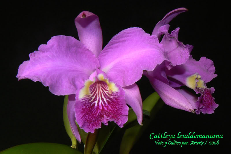 C_leuddemaniana_01.jpg