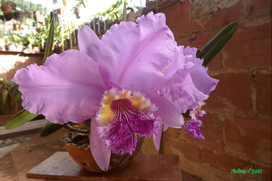 C_luedd_maruja_x_mariauxi_005.jpg
