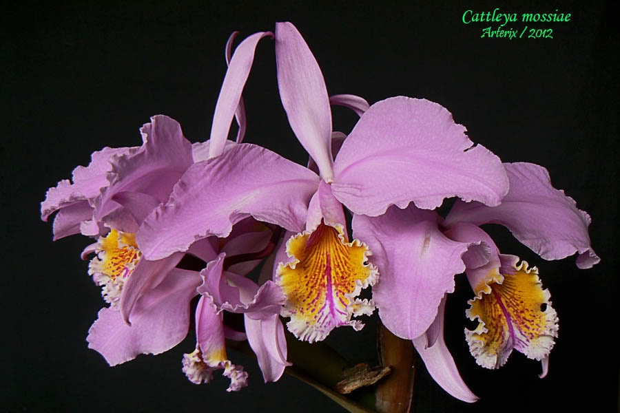 C_mossiae_001.jpg