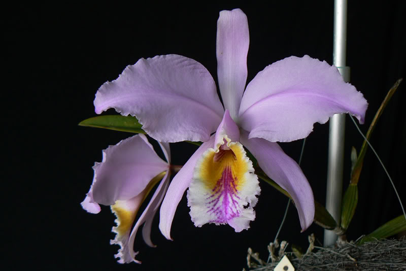 C_mossiae_01.jpg