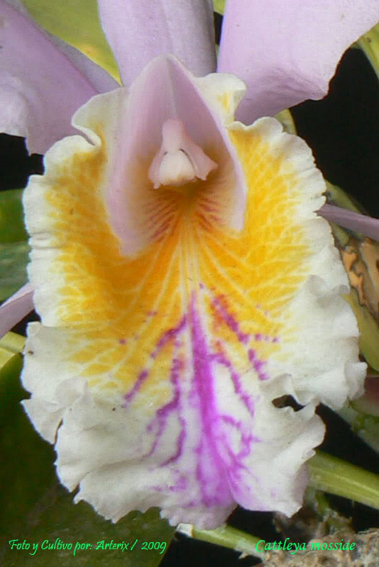 C_mossiae_03_B.jpg