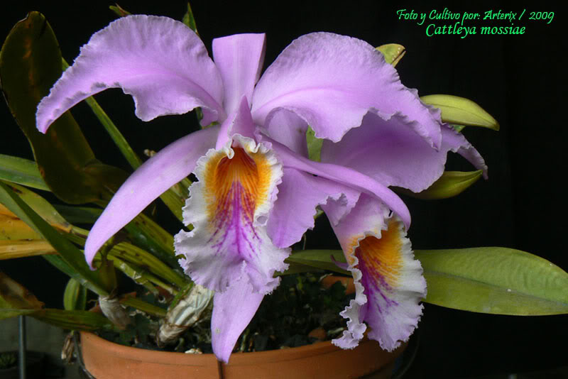 C_mossiae_04_A.jpg