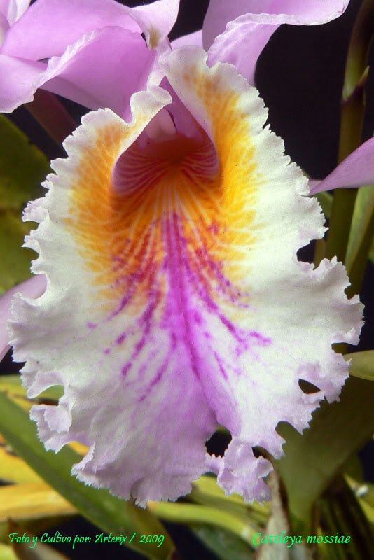 C_mossiae_04_B.jpg