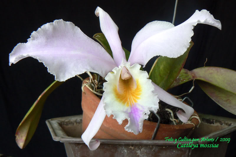C_mossiae_05_A.jpg