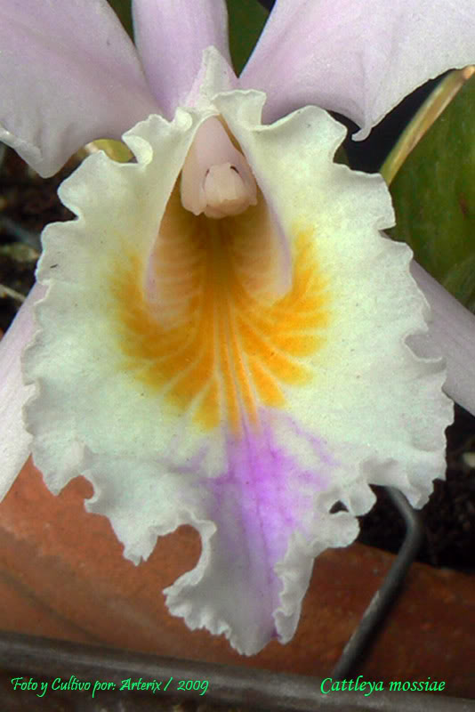 C_mossiae_05_B.jpg