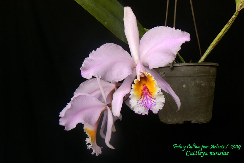 C_mossiae_06_A.jpg