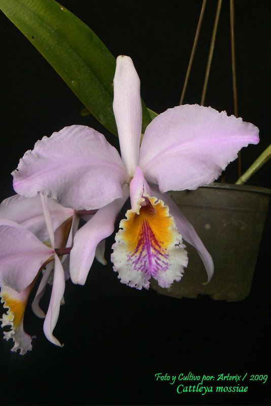 C_mossiae_06_A2.jpg
