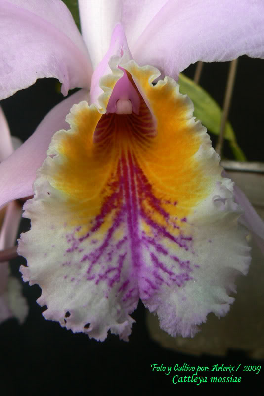 C_mossiae_06_B.jpg