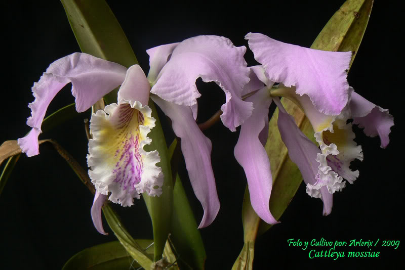 C_mossiae_07_A.jpg