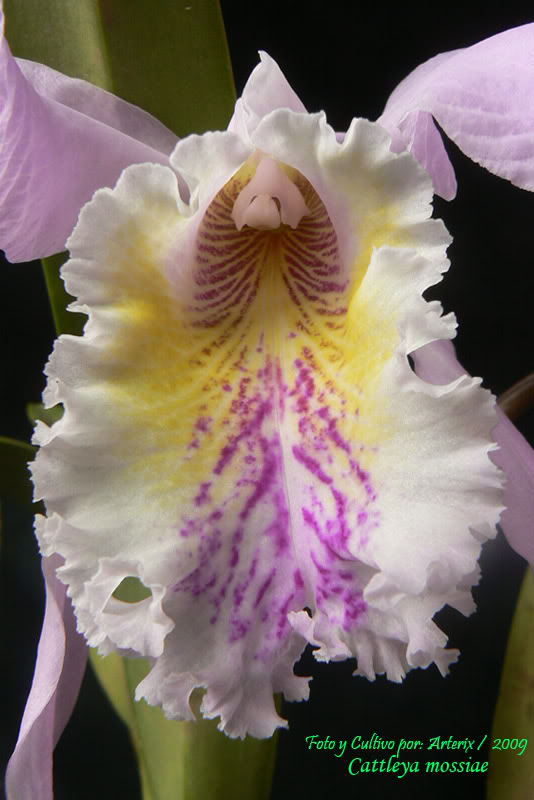 C_mossiae_07_B.jpg