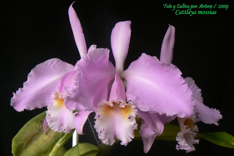 C_mossiae_08_A.jpg