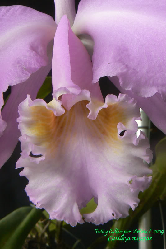 C_mossiae_08_B.jpg
