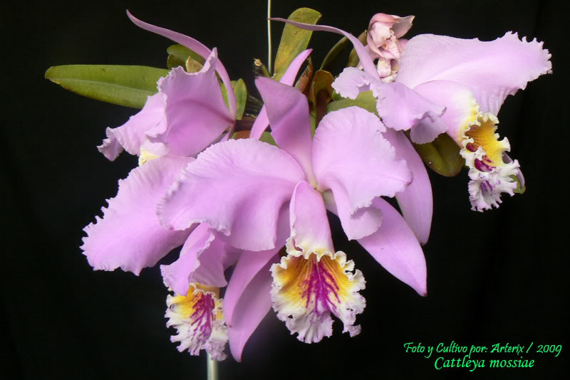 C_mossiae_09_A1.jpg